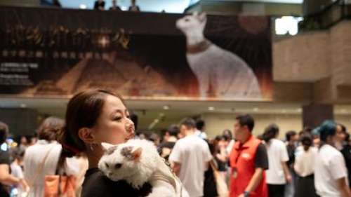 A Shanghai, les chats sont invités à visiter une exposition sur L'Egypte ancienne