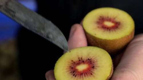 Agriculture : à la découverte du kiwi rouge