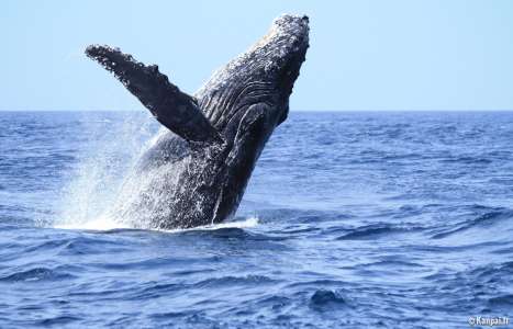 Paul Watson et la vendetta japonaise - 🐋 Bras de fer sur fond de chasse à la baleine