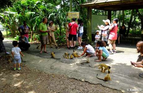 Yaimamura - Le village traditionnel aux singes d'Ishigaki