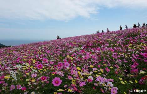 Awaji Hanasajiki - Les merveilleux champs de fleurs d'Awaji