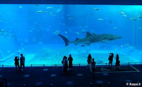 Aquarium Churaumi d'Okinawa - Le plus grand bassin du Japon