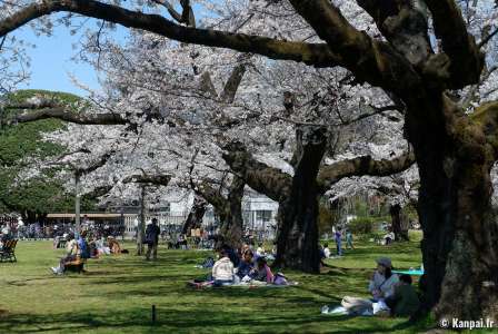 Parc Koganei - Les 2.000 cerisiers à l'ouest de Tokyo