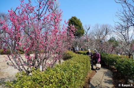 Parc Hanegi - Les pruniers de Setagaya à l'ouest de Tokyo