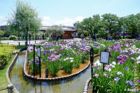 Horikiri Shobu-en - Le jardin d'iris aquatique de Katsushika