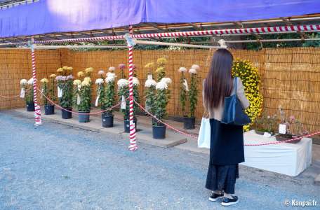 Kiku Matsuri - Le festival des chrysanthèmes