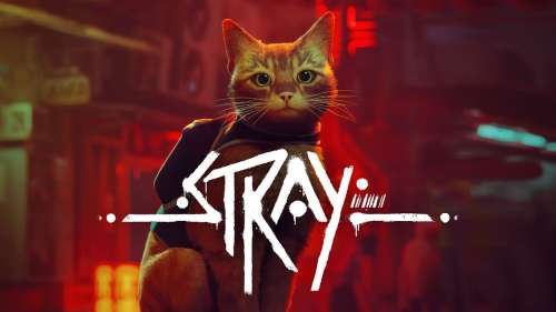 Stray aura droit à son film d’animation