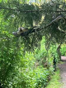 Des promeneurs tombent nez à nez avec un serpent dans les marais de Bourges