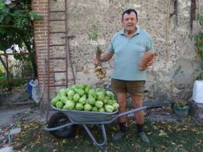 Hervé Ragu cultive les gros légumes