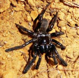 Australie: la doyenne présumée des araignées tuée par une guêpe