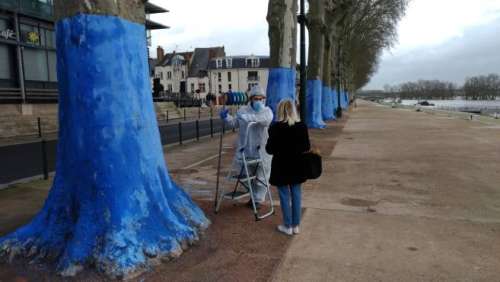 Pourquoi des platanes sont-ils peints en bleu sur les quais d'Orléans ?