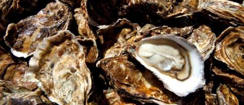 Normandie : la dégustation d'huîtres se fait désormais via distributeur