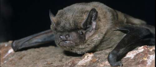 Angleterre : une chauve-souris squatteuse obtient sa carte de bibliothèque