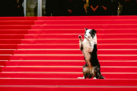 Au Festival de Cannes, une montée des marches très cabotine