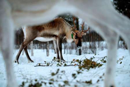 « Le Premier Renne », polar polaire d’Olivier Truc