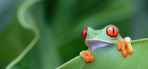 Insolite : il découvre un animal tropical en déballant ses courses