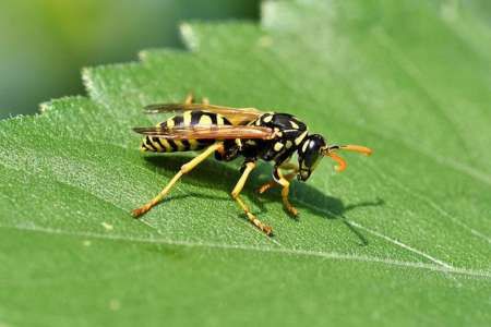 Été 2022 : comment se débarrasser des guêpes ?