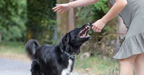 Choc ! Une enfant de 5 ans hospitalisée après avoir été violemment attaquée par un chien