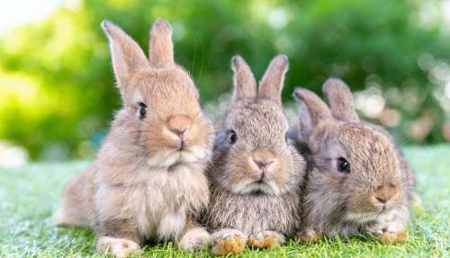 Pays-Bas : leurs lapins domestiques déterrent des ossements humains dans leur jardin