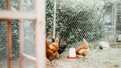 Voici pourquoi vous devriez éviter de manger les œufs des poulaillers domestiques, selon l’ARS