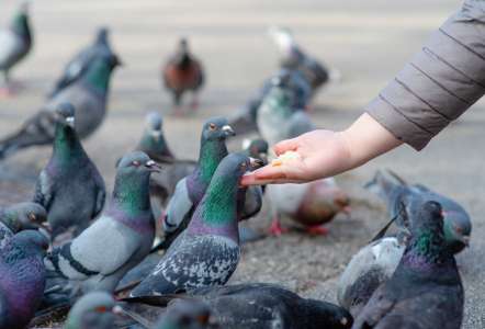 Attention, risque d'amende salée pour les Français qui nourrissent les pigeons
