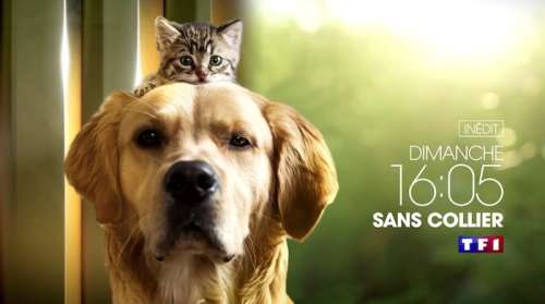 Suivez le parcours d’animaux abandonnés, parfois maltraités dans « Sans collier », aujourd’hui sur TF1 (vidéo)