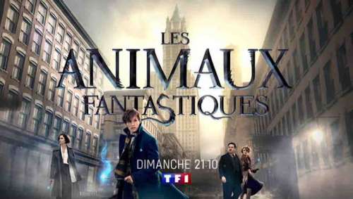 « Les animaux fantastiques »  : le film ce soir sur TF1 (21 juillet 2024)