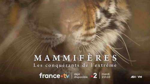 « Mammifères, les conquérants de l’extrême » : le documentaire ce soir sur France 2 (22 avril 2025)