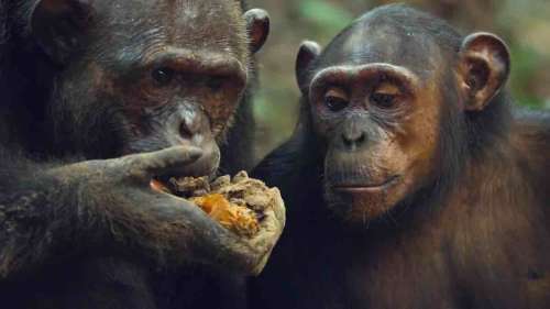 « Mammifères, les champions de la survie » : le documentaire ce soir sur France 2 (15 avril 2025)