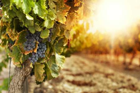 4 régions viticoles mondiales primées inattendues à explorer