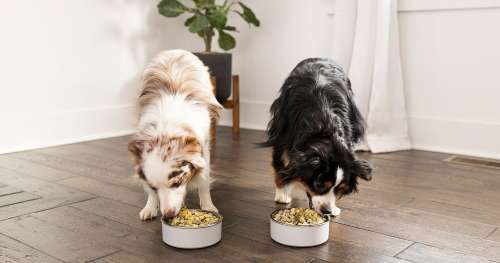 Économisez 50 % sur des aliments frais et nutritifs pour votre chien