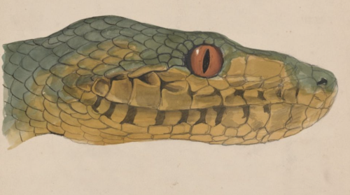 Voyagez avec les illustrations scientifiques de la faune et de la flore au XXe siècle 