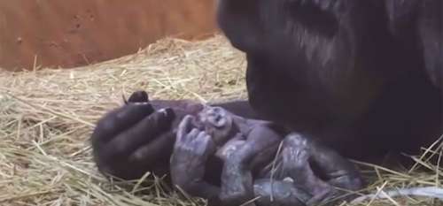 Une gorille enceinte devient maman pour la première fois – et la caméra capture la beauté de son nouveau-né