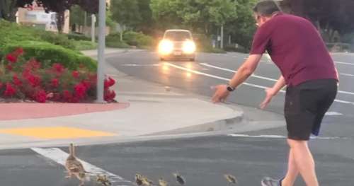 Un homme sort de sa voiture pour aider une famille de canards – Quelques secondes plus tard, il est renversé par une adolescente et décède