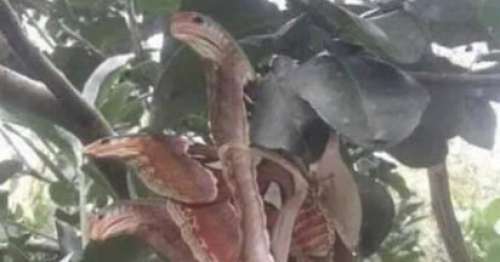 Des « serpents » à allure inquiétante repérés dans un arbre – mais tout n’est pas ce qu’il semble être