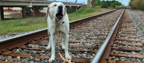 Un chien est retrouvé attaché sur la voie ferrée à quelques minutes du passage du train – quelques secondes avant la l’impacte, un ange arrive