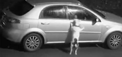 Un propriétaire cruel jette son chien dehors au milieu de la nuit – Ce qui se passe ensuite est inimaginable 