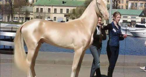 Découvrez le cheval qui semble avoir été trempé dans l’or et que l’on appelle « le plus beau du monde »