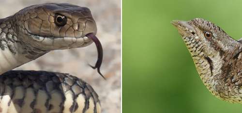 Un « serpent » en colère vu se tordant furieusement le cou, à y regarder de plus près, ce n’est pas ce qu’il paraît