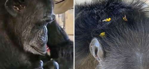 Un amoureux des animaux voit quelque chose de jaune ramper dans la fourrure du chimpanzé – Il regarde la caméra de surveillance et comprend ce qu’ils font là