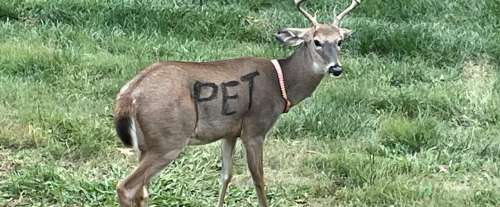Cerf trouvé avec le mot « PET » peint sur le corps et portant un collier – la police émet un avertissement