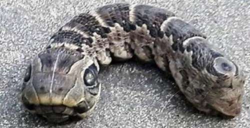 Une femme découvre une étrange créature ressemblant à un serpent – vous ne croirez pas ce que c’est réellement