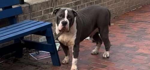 Un chien abandonné est retrouvé attaché à un banc – lorsqu’il est secouru, il adresse un remerciement qui ne sera jamais oublié
