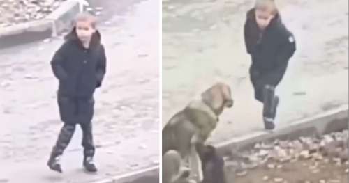 Un étranger voit un petit garçon s’approcher des chiens de rue sur le chemin de l’école – sans savoir que ses actions sont filmées