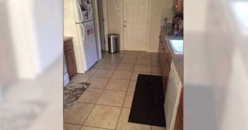 Pouvez-vous trouver le gros chien qui se cache dans cette cuisine ?