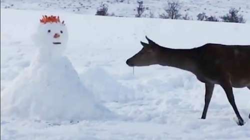 Une biche découvre un bonhomme de neige dans une cour – ce qu’elle fait ensuite fait rire tous les internautes
