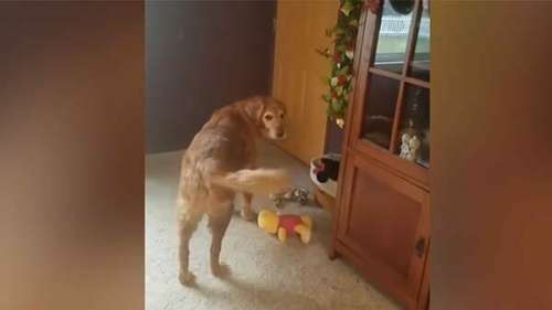 Un vieux chien reçoit un cadeau pour Noël : regardez sa réaction quand il voit ce qui bouge à l’intérieur