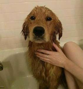 Cet homme sauve un chien errant de l’inondation : 3 jours plus tard, il est bouleversé par ce qu’il découvre dans sa fourrure