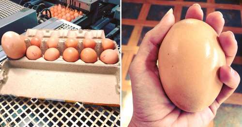 Un fermier trouve un œuf gigantesque sous une poule – quand il éclot, il n’en croit pas ses yeux