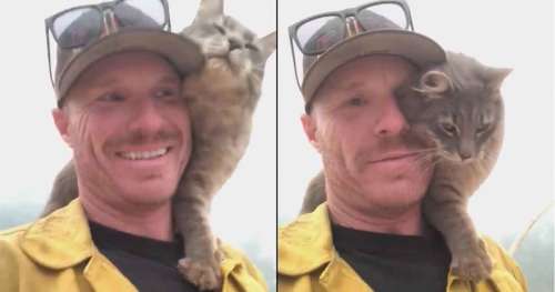 Le chat ne veut pas quitter son sauveteur – regardez maintenant le clip qui touche des millions d’amoureux des animaux après les incendies de Californie